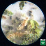 Bleisulfid Cannabis DHV