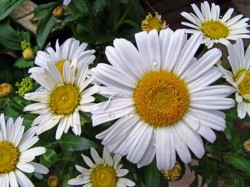 Organic gardening 101 what is pyrethrum - 1 - Chrysanthemum cinerariifolium, the species that provides the bulk of the world's pyrethrum