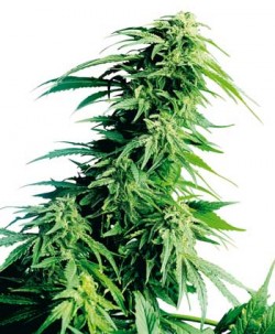Es autorizado por la ley israelí un programa de cannabis medicinal.