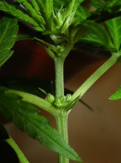 male cannabis plant