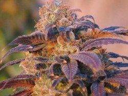 Existe una amplia gama de terpenos en el cannabis