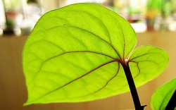 Estructura de la hoja de betel, que muestra la típica forma cordada (de corazón) (Thangaraj Kumaravel)