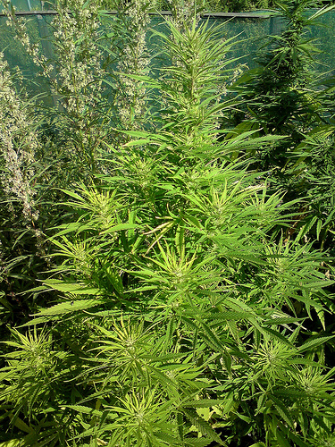 Lesoto cultiva una enorme cantidad de cannabis, gran parte se destina a la exportación a Sudáfrica https://www.flickr.com/photos/28476918@N06/