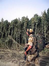 Cannabis in Turkey - 4. Since late 2012, Turkish authorities have been intensifying efforts to curb cultivation in Diyarbakir Province