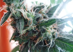 Cannabis Juice 1