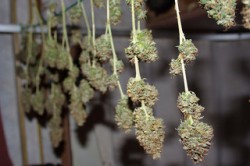 Cannabis Juice 4