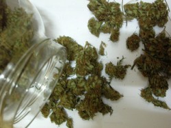 El cannabis es barato y abundante en España, y suele costar alrededor de 4 € por gramo (Marihuana Blog) El cannabis es barato y abundante en España, y suele costar alrededor de 4 € por gramo (Marihuana Blog)