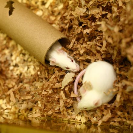 Ratones modificados genéticamente para la investigación de la enfermedad de Parkinson - Fuente: Understanding Animal Research Ratones modificados genéticamente para la investigación de la enfermedad de Parkinson - Fuente: Understanding Animal Research