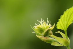 Incluso la flor temprana de la planta del lúpulo tiene un extraño parecido con el cannabis