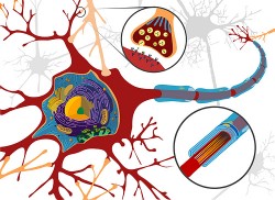 It is thought that cannabinoids provide a protective effect due to their role in glutamatergic signalling at the synapses (Ethan Hein)
