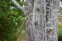 Celtis africana presenta un tronco ligeramente gris, está muy extendida en el sur de África y se utiliza comúnmente como planta ornamental y fuente de madera