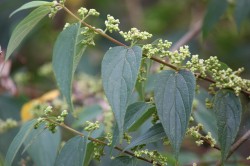 Trema orientalis es una especie común en África y Asia, donde se utiliza para diversos fines, como fabricar papel, cuerda, alimentos y medicinas