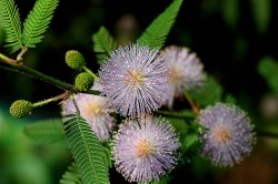 Por primera vez se observó que las hojas de Mimosa pudica presentan movimientos circadianos con independencia de las señales externas (© Manuel Martin Vicente)