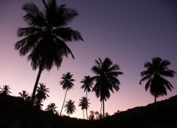 El crepúsculo es una parte importante de los ritmos circadianos de muchas plantas (© MeckiMac)