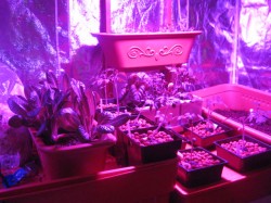 Algunos sistemas de iluminación LED son ahora programables para simular el amanecer, y ofrecen un control preciso sobre el espectro y la intensidad (© Rachael y Zane Ross)