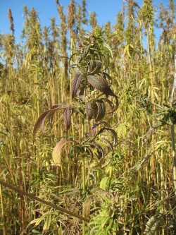 A hemp plant Sensi Seeds Blog