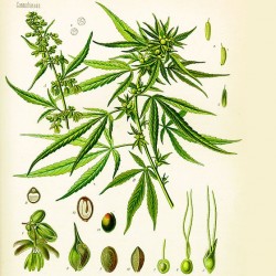 Cannabis sativa