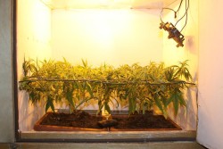 La técnica Screen of Green (SCROG) maximizará el rendimiento y la distribución de la luz independientemente del tamaño del cultivo.