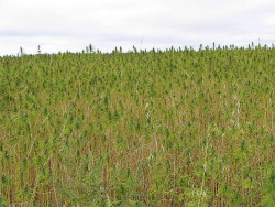 Aumenta el número de agricultores de todo el país interesados en cultivar cáñamo (©CSLP)