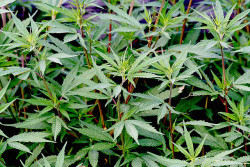 El cáñamo proviene de la misma planta que la marihuana, Cannabis sativa L. (©M. Martín Vicente)