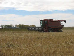 Es muy importante que los agricultores conozcan la forma correcta de sembrar, cosechar y transformar las diferentes materias primas obtenidas del cáñamo (©CSLP)