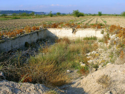 Se quieren recuperar los antiguos campos dedicados al cultivo de cáñamo en la huerta de Orihuela, en la Vega Baja del Segura (©José Manuel Sanz)