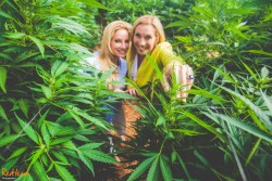 The feminisation of the world of cannabis 4 - Sensi Seeds blog