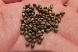 UK 2 - Sensi Seeds blog