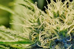 El cannabis es ilegal en Irlanda, aunque algunas infracciones se sancionan con multas (© DonGoofy)