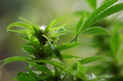 El cannabis se cultiva ampliamente en Italia, y se lleva cultivando milenios (© Drome)