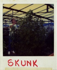 Un polaroid de un hombre que tiende a una gran planta de cannabis en un invernadero