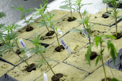 Cannabis en lana de roca, en una instalación de cultivo en Colorado (por Brett Levin)