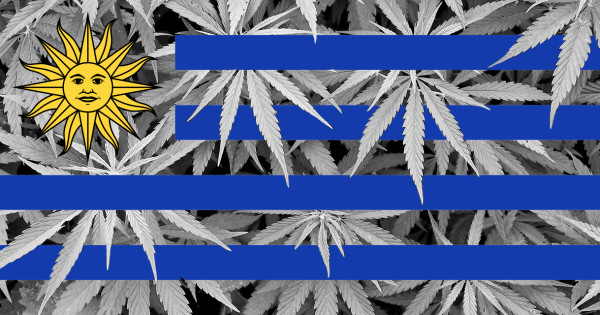 LEGAL - Cannabis in apotheek Uruguay