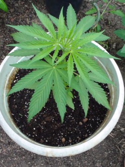Una Early Skunk de Sensi Seeds en tierra (por ganja breizh)