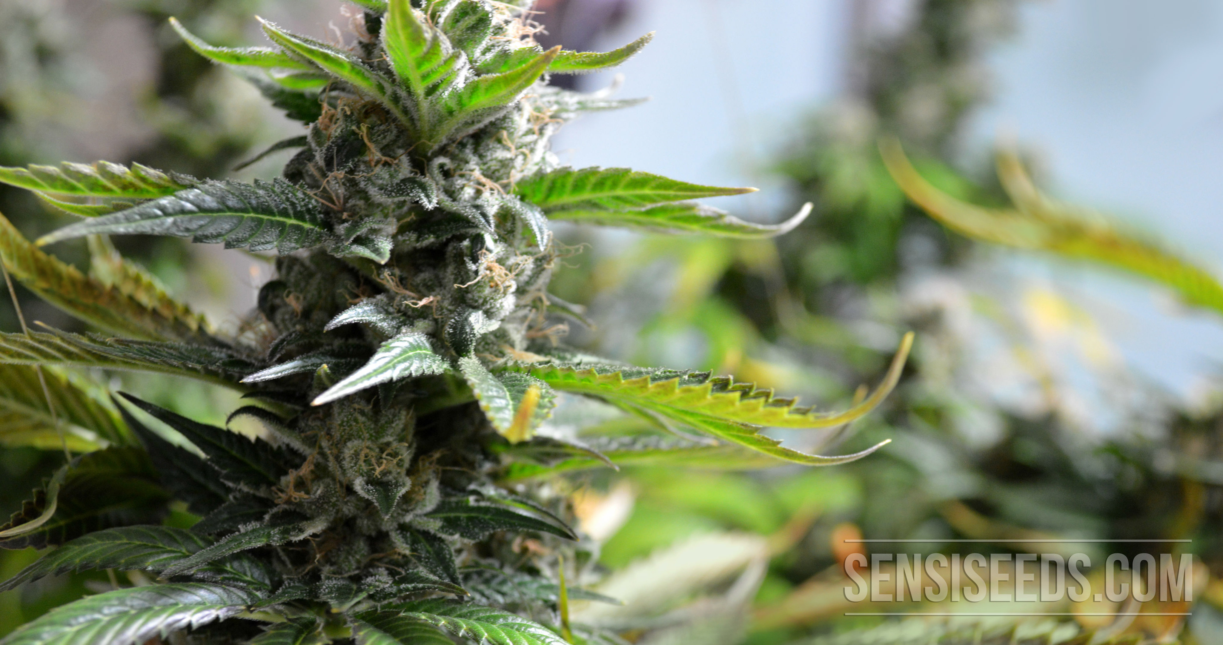 Variedad De Cannabis: Super Skunk De Sensi Seeds