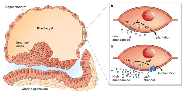(A) - à des concentrations faibles, l'anandamide peut activer les récepteurs CB1 à la surface des cellules embryonnaires, facilitant l'implantation ; (B) à des concentrations élevées, l'anandamide peut empêcher l'implantation en réduisant l'apport en calcium.