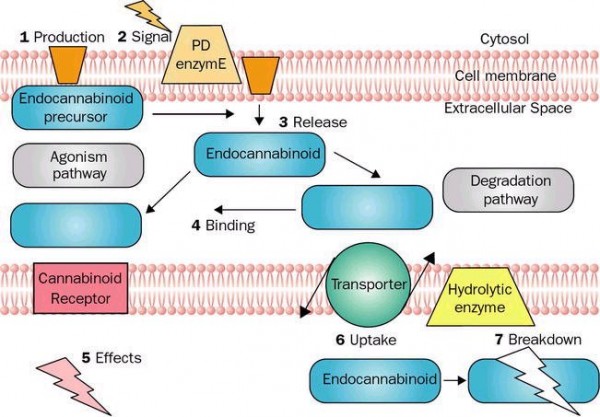 Diagramme présentant la synthèse de l'anandamide à partir d'un précurseur, sa libération, son appariement et sa dégradation finale.