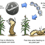 A guide to safe use of organic pesticides-3 - A simple guide to the process of BT gene insertion