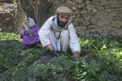 Afghan Cannabis - 1 - Cannabis production is widespread in Afghanistan, which is the world's largest producer of hashish