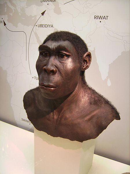 Reconstitution scientifique d'un Homo Job-Helene (Source: Wikipedia)