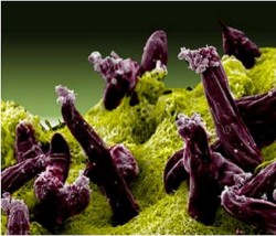 Le protozoaire parasite plasmodium gallinaceum pénétrant dans l’intestin d’un moustique (NIAID).