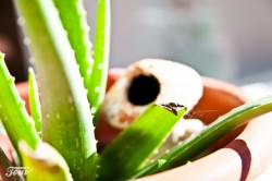 Il a été démontré que l’Aloe vera et le Cannabis sativa pouvaient tuer les larves des moustiques vecteurs du paludisme (Toni Villaro).