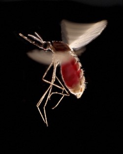 Le moustique Anopheles stephensi, un important vecteur de la transmission du paludisme (Wellcome Images).