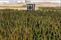A-field-of-cannabis-in-Lebanons-Bekaa-Valley