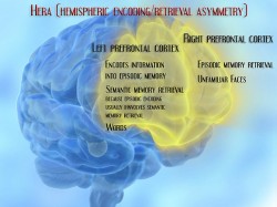 Le cortex préfrontal a un rôle vital à jouer dans la formation et l’encodage de la mémoire épisodique (© Laura B. Dahl).