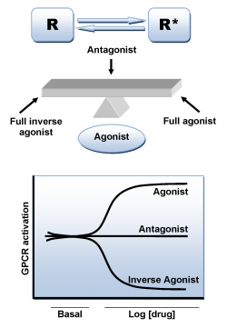 Les agonistes du récepteur CB1 sont associés aux troubles de la mémoire alors que les antagonistes réduisent les effets négatifs ou les compensent (© Wikimedia Commons).