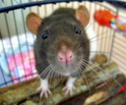 Les rats montrant des déficiences en récepteurs CB1 étaient incapables de supprimer les réactions acquises à la peur lorsque les stimuli cessaient (© Alice Rosen).