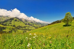 On estime que le cannabis est présent en Suisse depuis 6500 ans au moins (© Tambako the Jaguar)