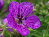 Une fleur de géranium violet