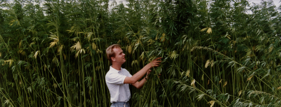 Alan-HempFlax-008-cultivation_Banner.jpg